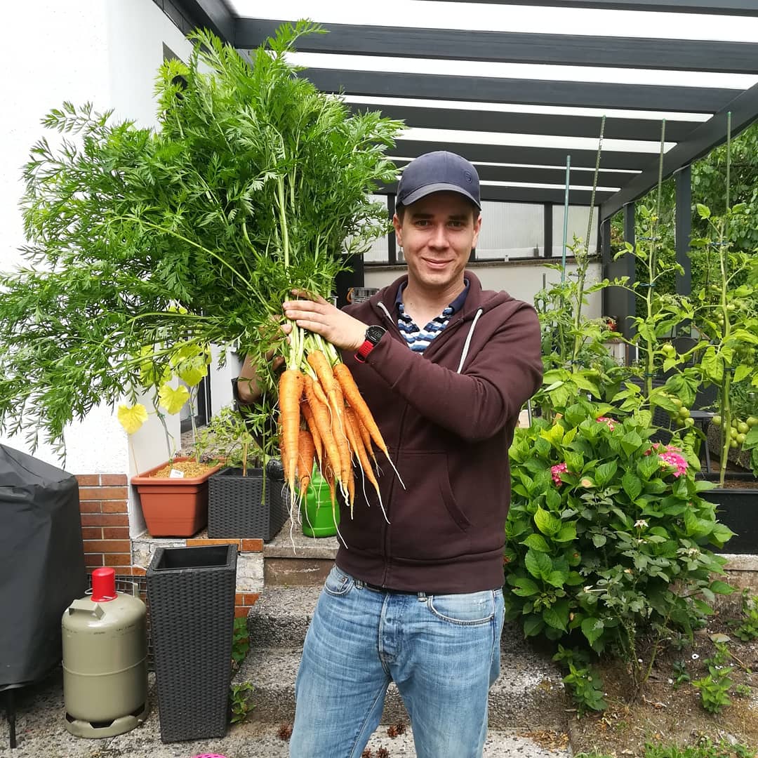 Möhrenernte aus dem Odenthalsgarden