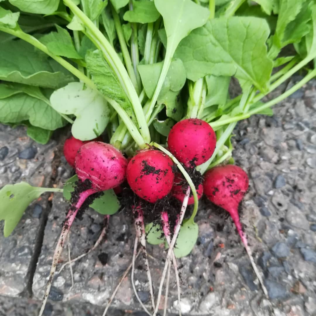 Radieschen aus dem Garten