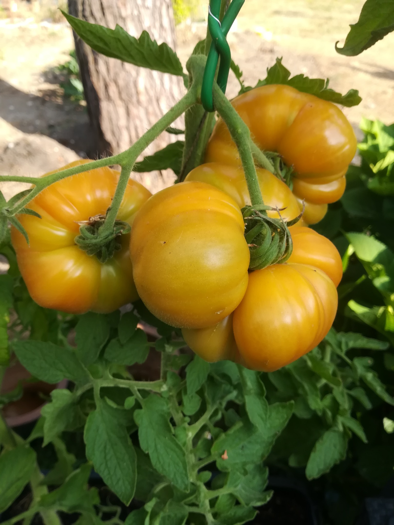 Tomaten aus dem Garten